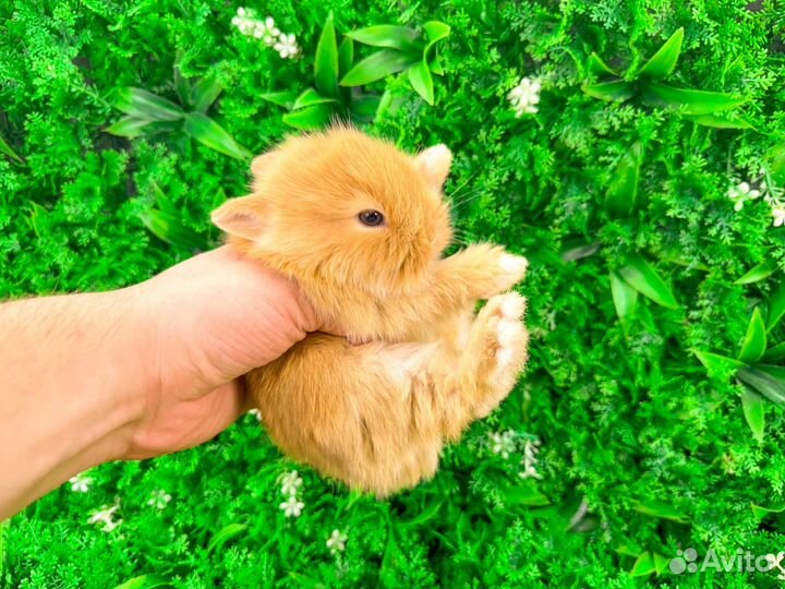 Мини карликовый кролик - самый маленький в мире