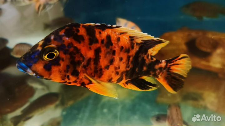 Малавийские цихлиды