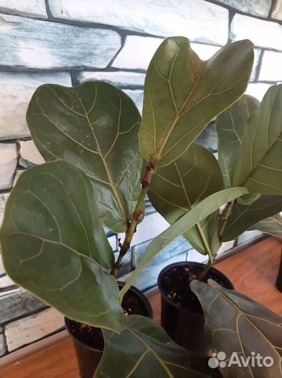 Фикус лирата колумнарис