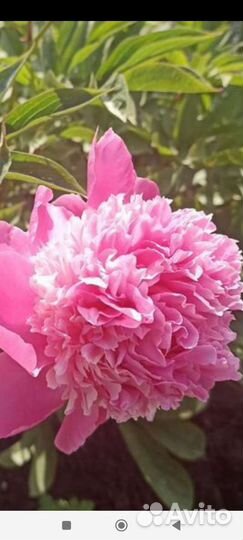 Пионы голландские