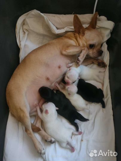 Новый помет чихуахуа