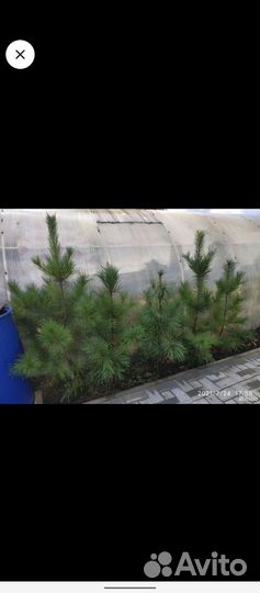 Саженцы Кедра Сибирского