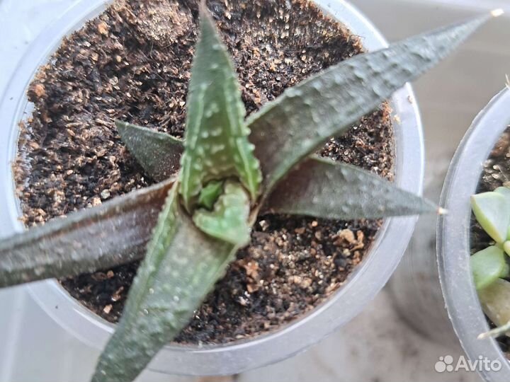 Суккуленты