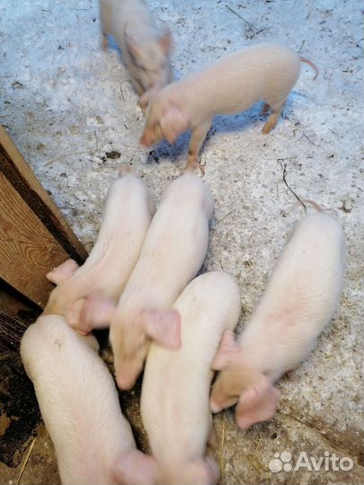 Поросята ландрас