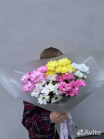 Хризантема ромашковидная. Ромашки