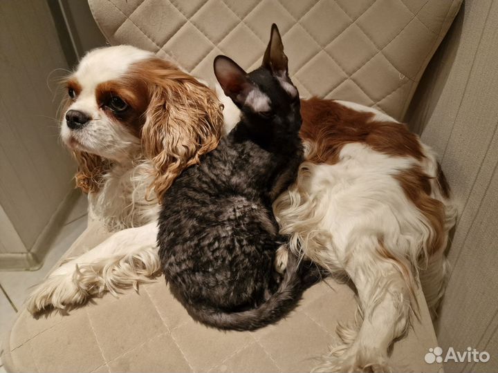 Зооняня, зоотакси, передержка животных