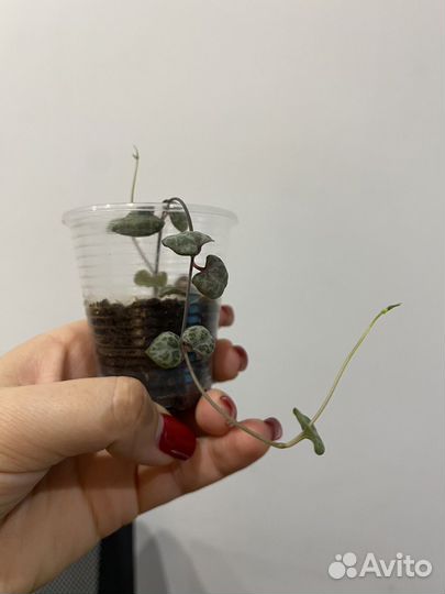 Церопегия вуда