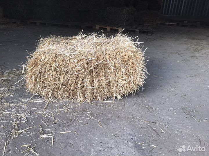 Солома пшеничная