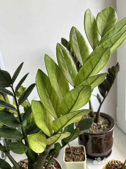 Замиокулькас