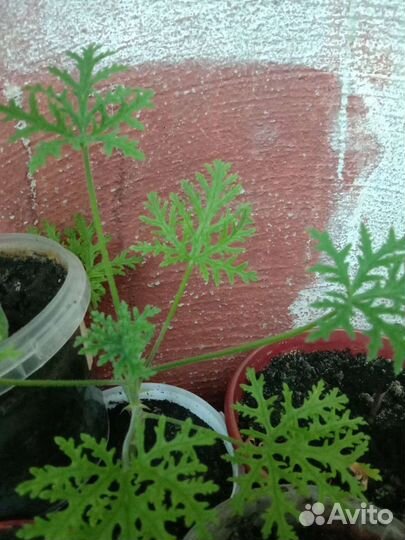 Душистая пеларгония (герань) 12 сортов и ампельная