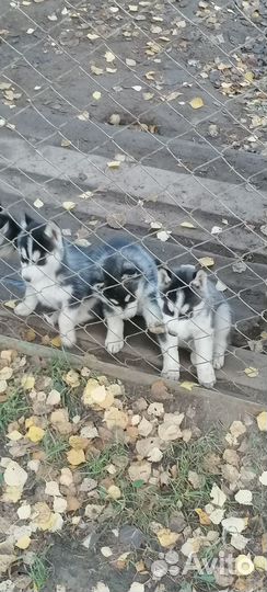 Собака
