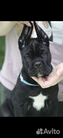 Шикарные щенки Кане Корсо