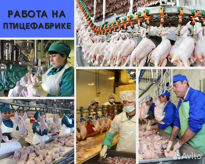 Вакансия на птицефабрике по вахте