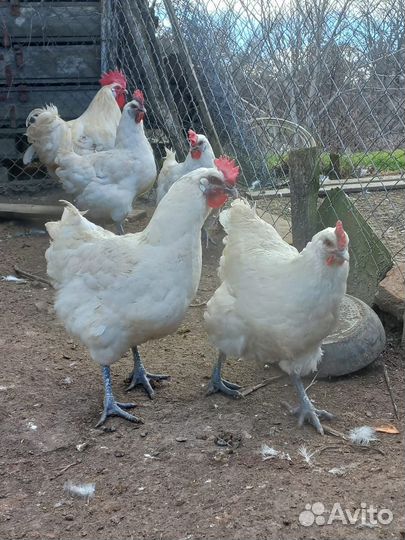 Куры Бресс Гальские