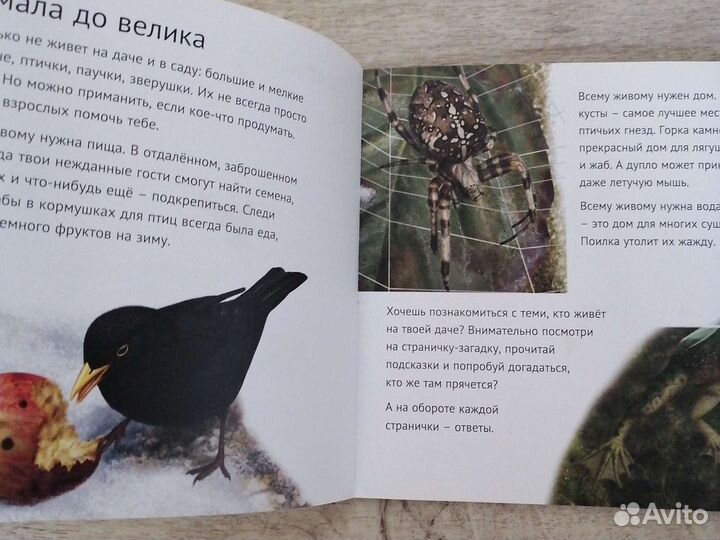 Насекомые и пауки Самые-самые Кувыкина Ольга