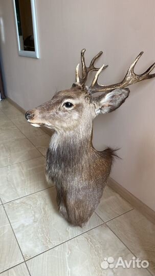 Голова оленя