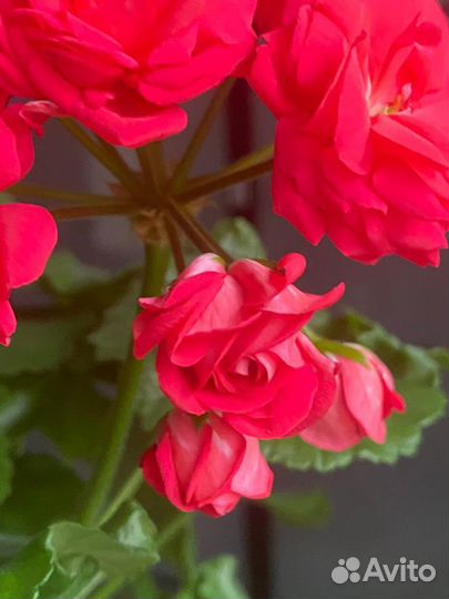 Пеларгония герань Ю Анна Каренина