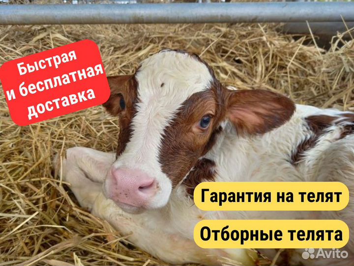 Домашний теленок, бычок с доставкой