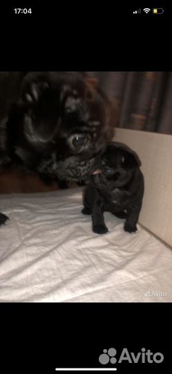 Щенки мопса