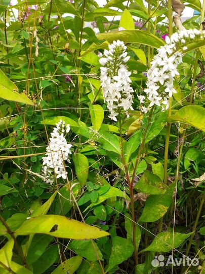 Многолетние садовые цветы