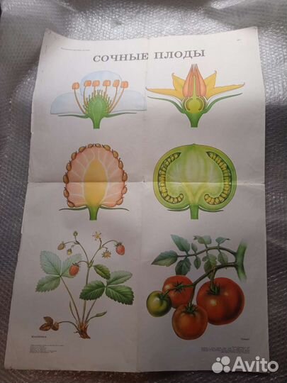 Учебные плакаты СССР по ботанике разные