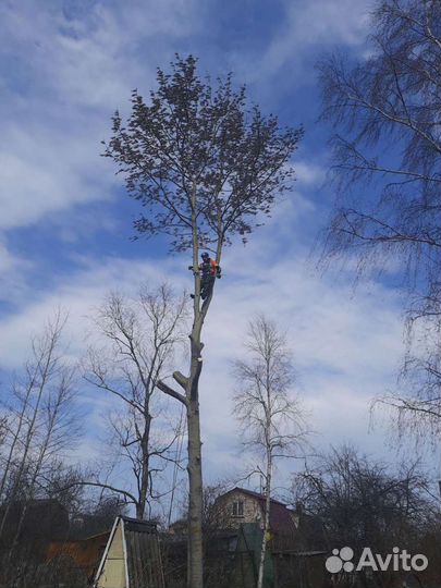 Спил деревьев