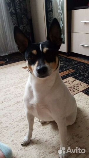 Американский той фокстерьер