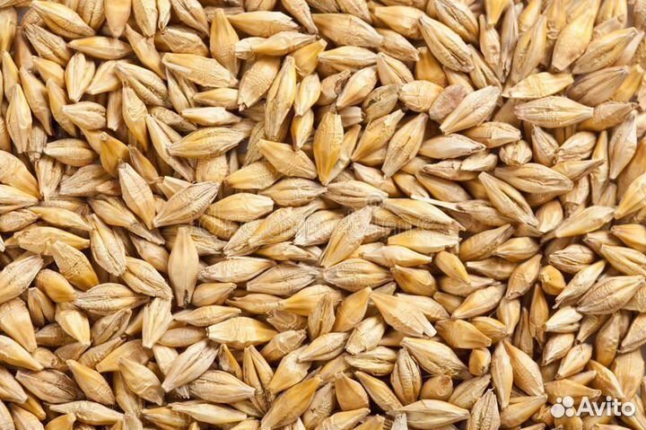 Ячмень пивоваренный сорт деспина рс 2