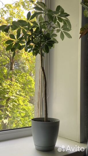 Комнатные растения