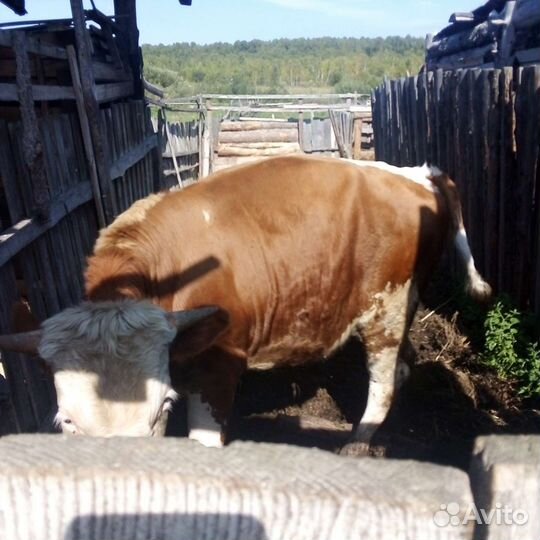Бычок. 1 год и 3 мес