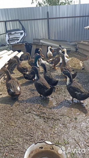 Утки домашние