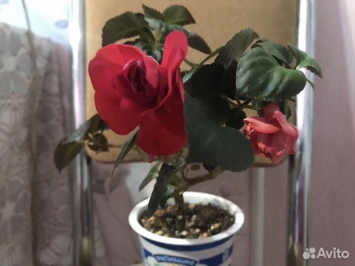 Бальзамин махровый