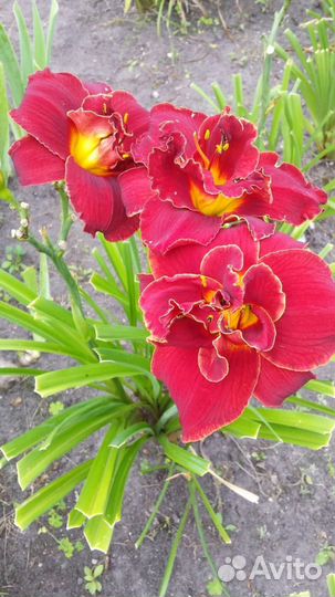 Лилейники - альбом №5