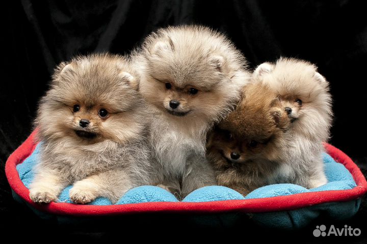 Мальчики и девочки шпица