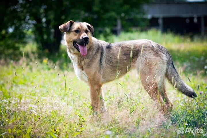 Собака в добрые руки