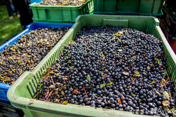 Черника свежая