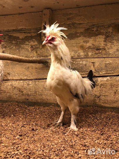 Петухи разных пород в Лобне