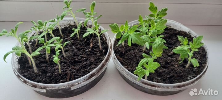 Рассада томатов