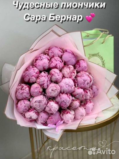 Пион сара бернар