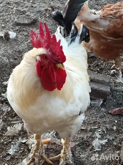 Продаются петухи