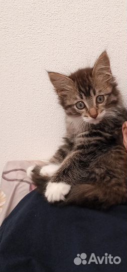 Котенок в добрые руки девочка