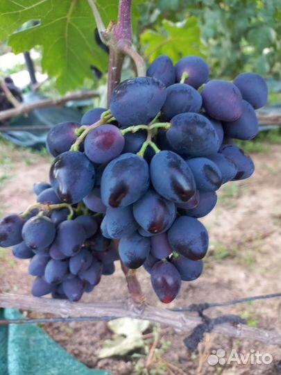 Вегетирующие саженцы винограда