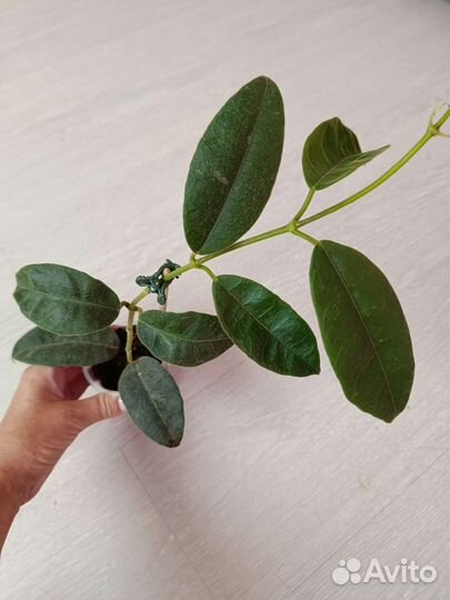 Хойи срезом