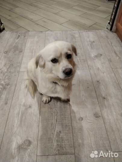 Маленький дворняга