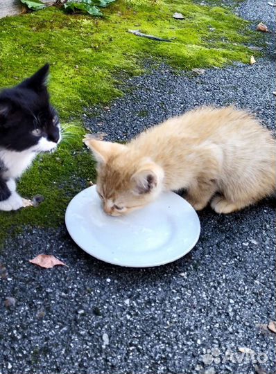 Кошки в добрые руки бесплатно