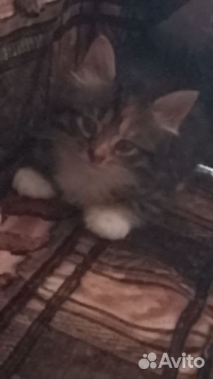 Котята в добрые руки бесплатно