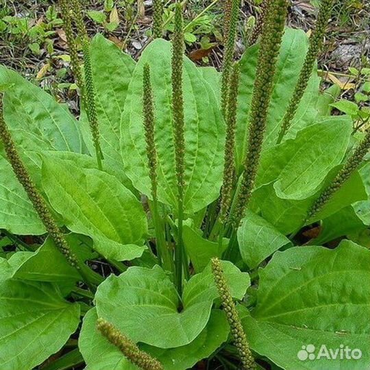 Подорожник большой, морозостойкий, многолетний