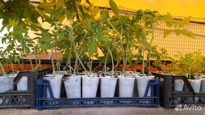 Рассада помидор