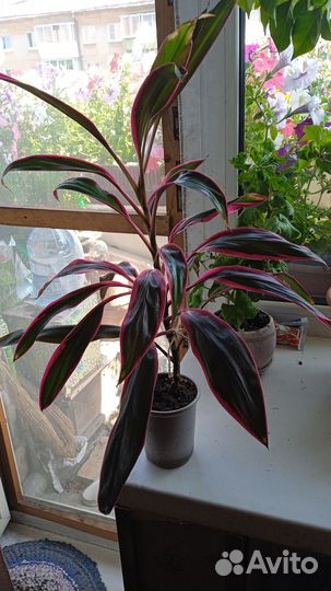 Комнатные домашние растения