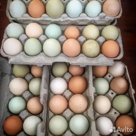 Инкубационное яйцо микс